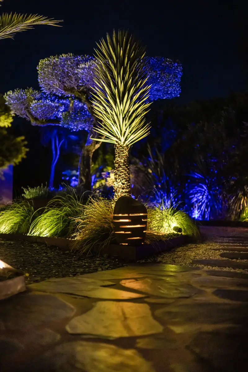 Yucca rostrata et olivier nuage en éclairage nocturne