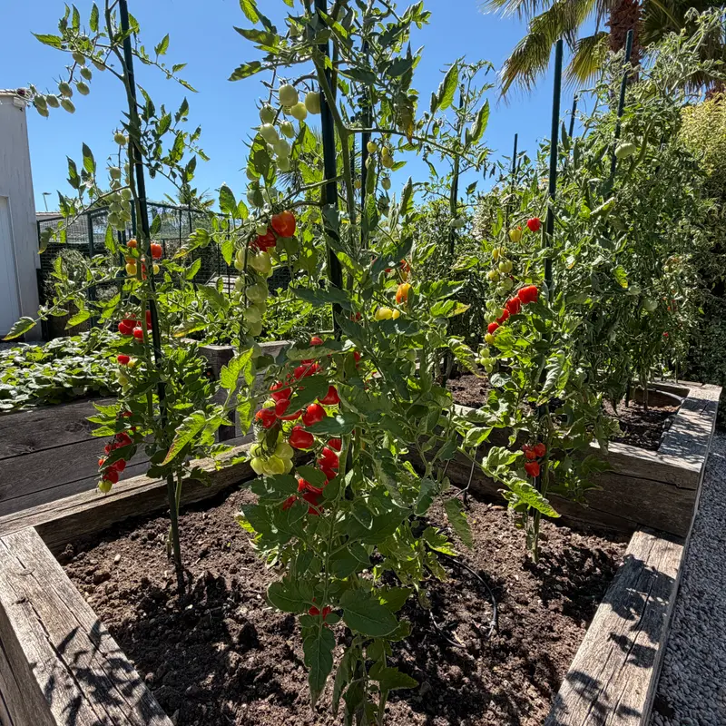 Les carrés du potager